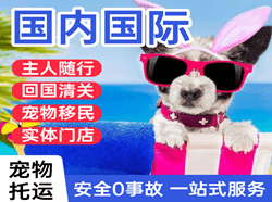 百色航空货运国际宠物托运 【国